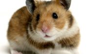 Pugu, a Cute Hamster